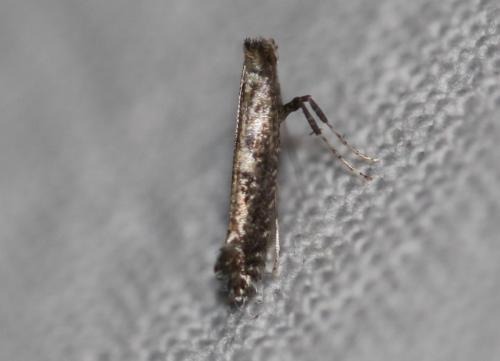 Réf. 325 897 : Parornix sp.